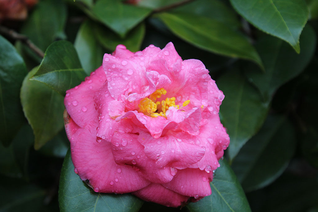 camellia